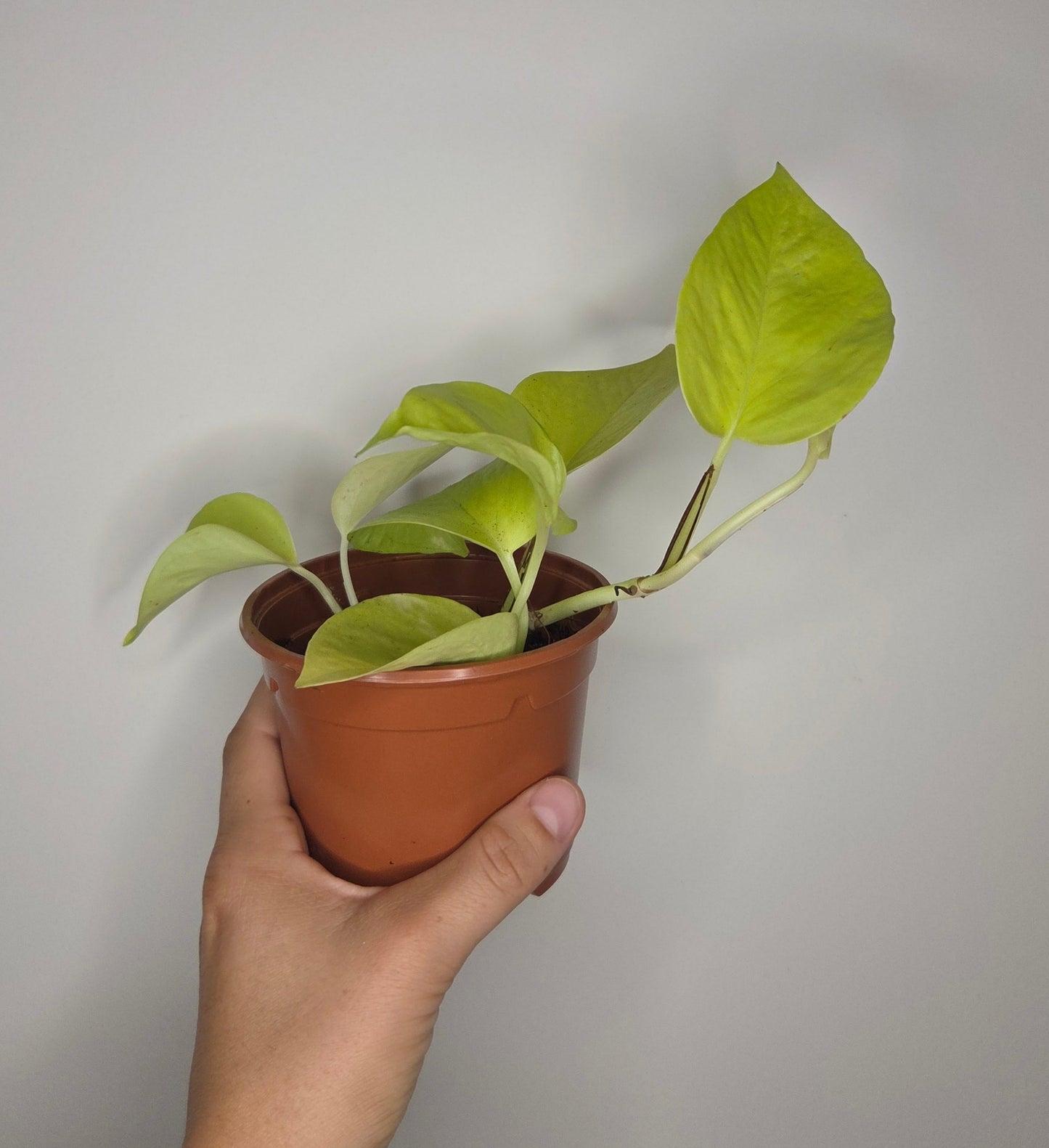 Epipremnum Néon