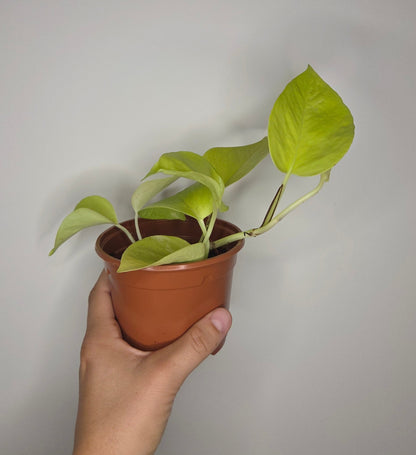 Epipremnum Néon