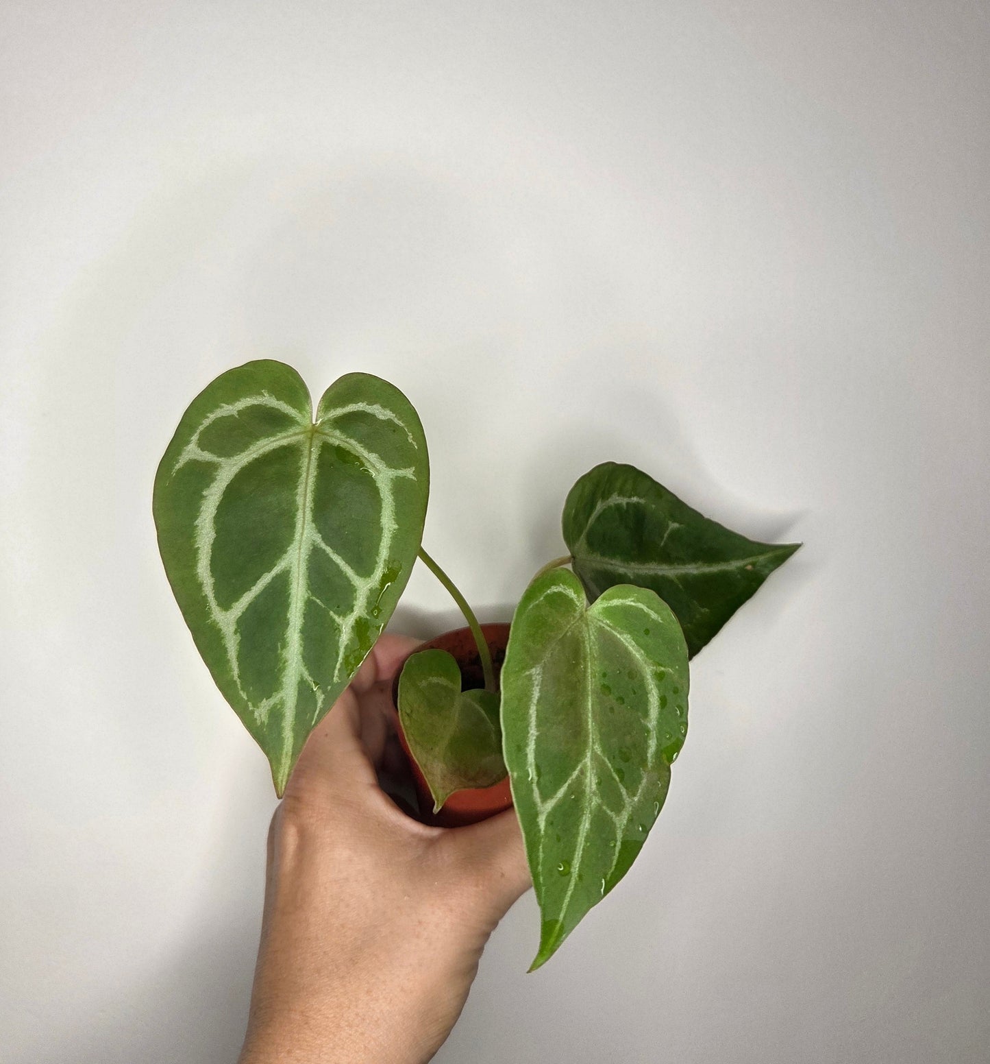 Anthurium Crystallinum