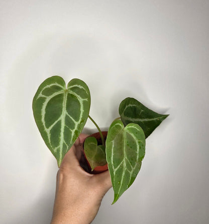 Anthurium Crystallinum