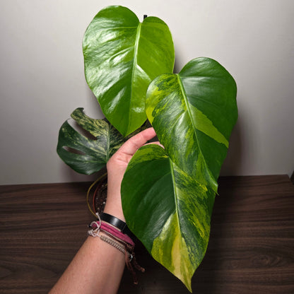 Monstera aurea variegata
