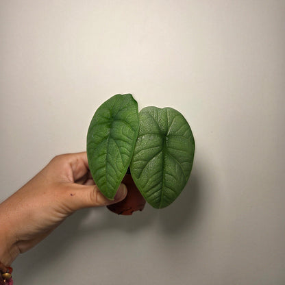 Alocasia Melo