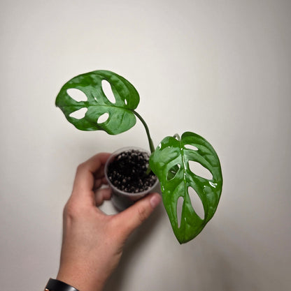 Monstera Adansonii