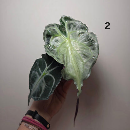 Alocasia Venom
