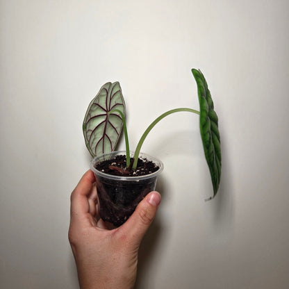 Alocasia Dragon Scale