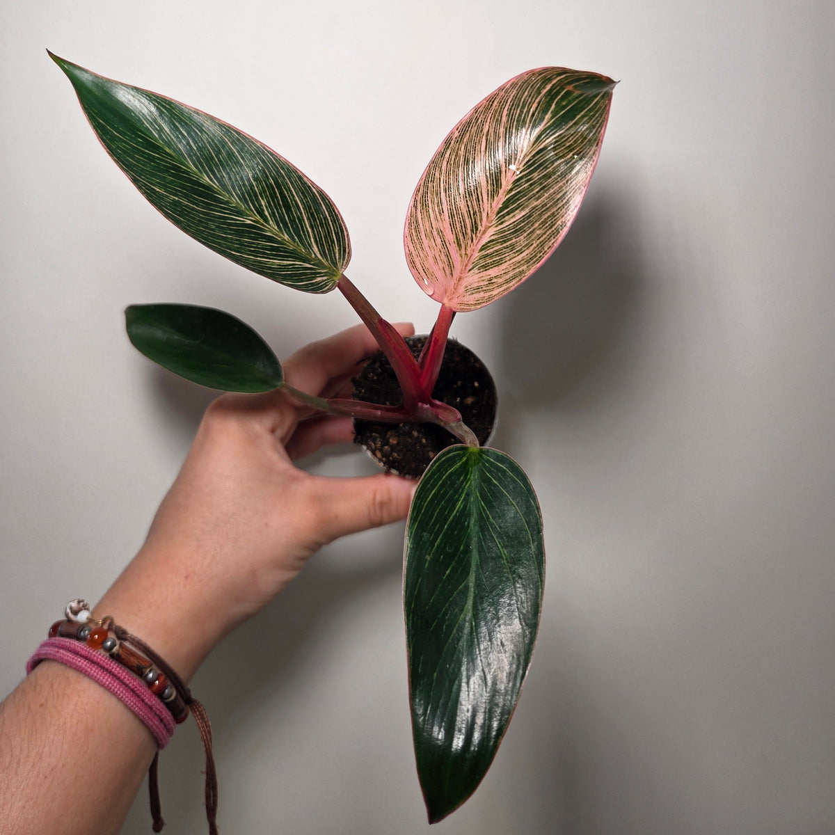 Philodendron pink birkin