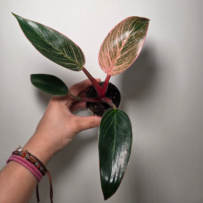 Philodendron pink birkin