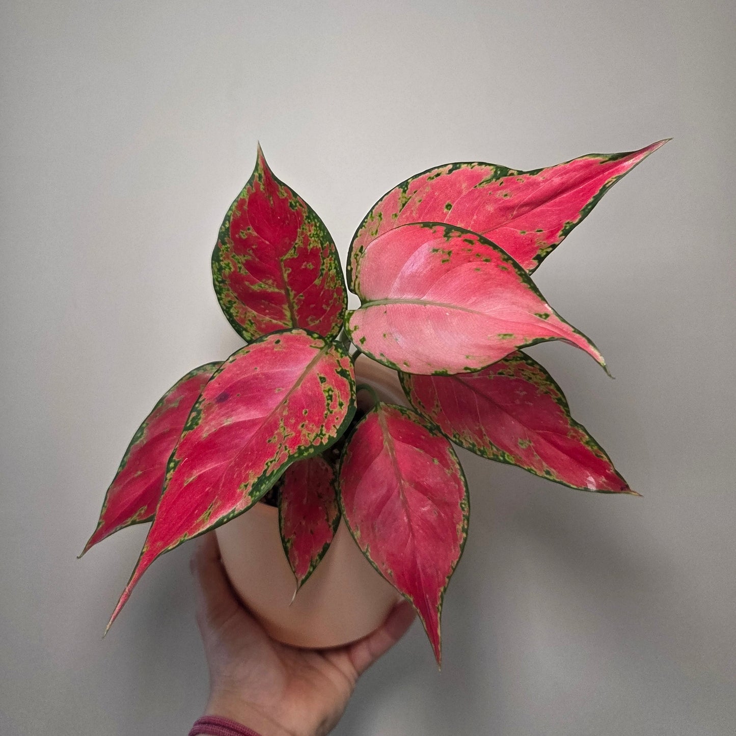 Aglaonema Cherry Baby + pot