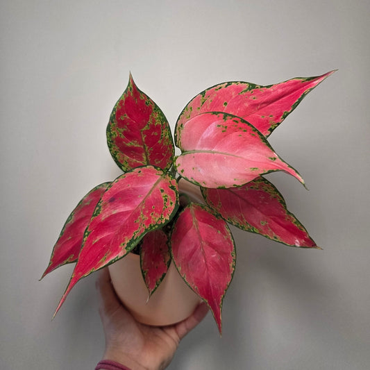 Aglaonema Cherry Baby + pot