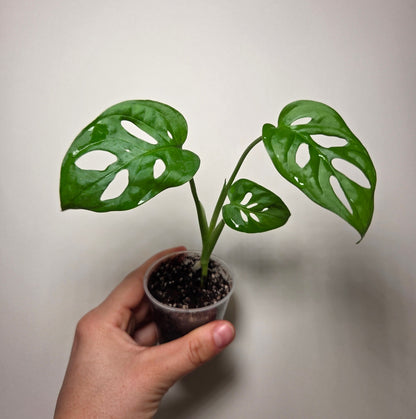Monstera Adansonii