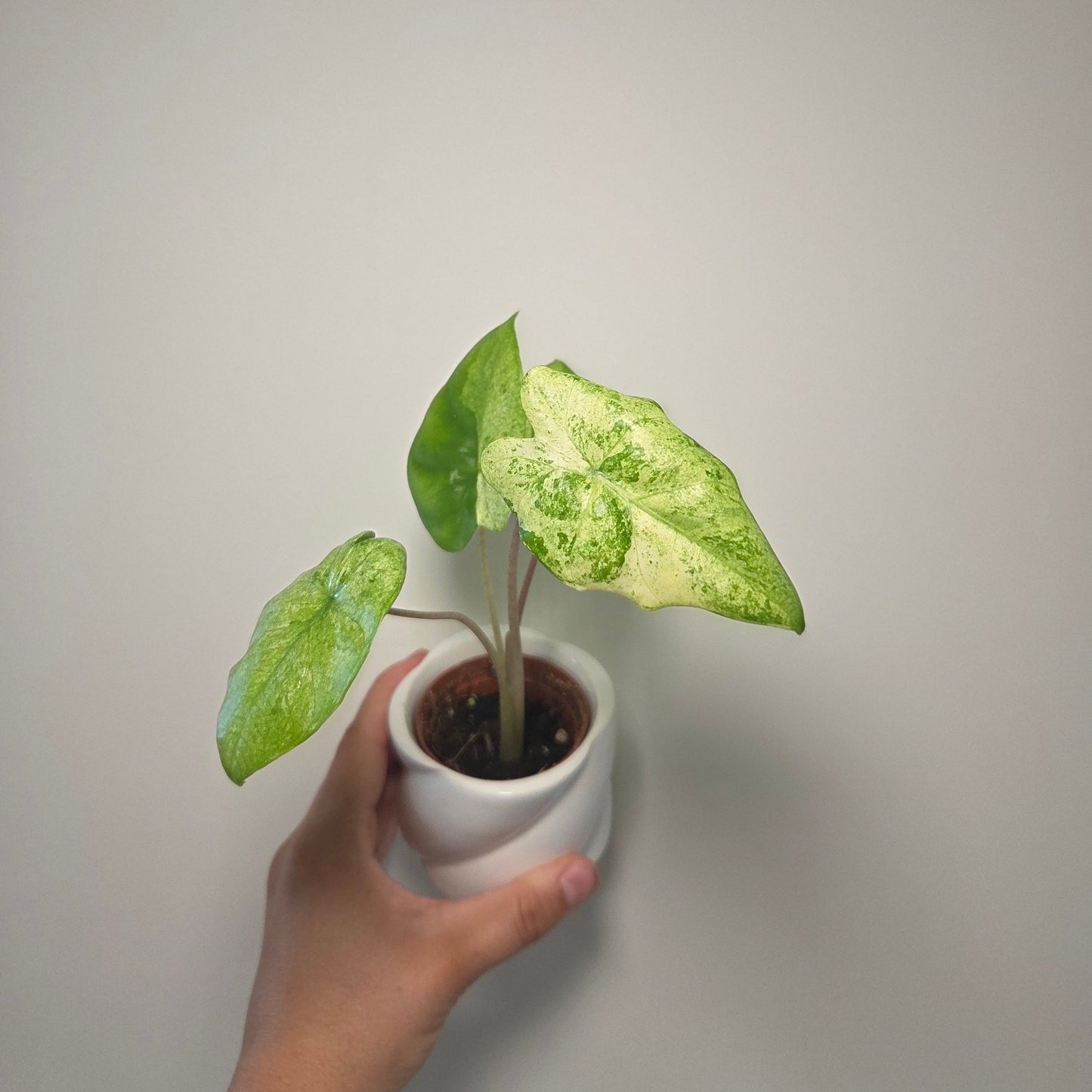Alocasia macrorrhiza splash + pot