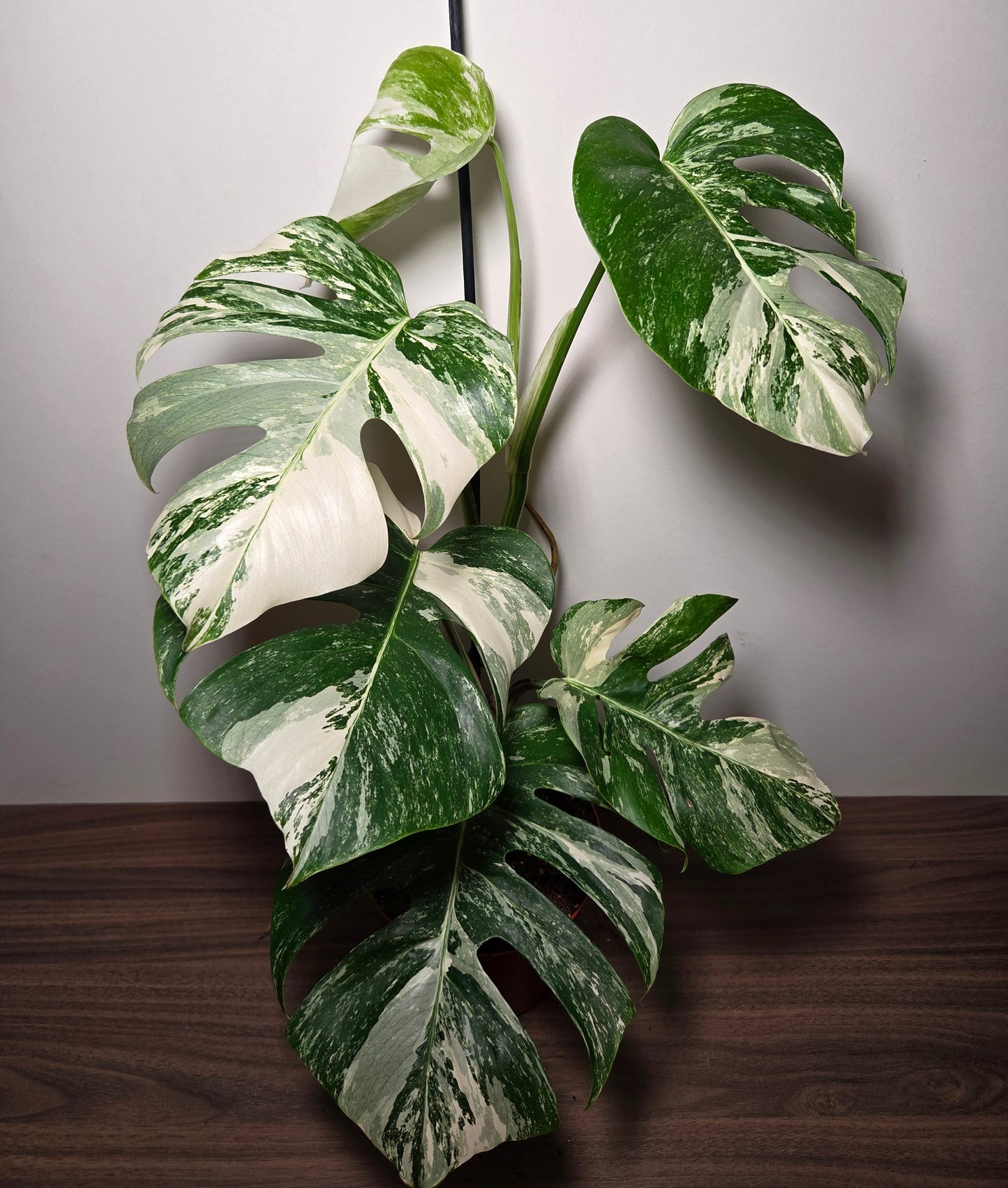 Monstera Variegata XL