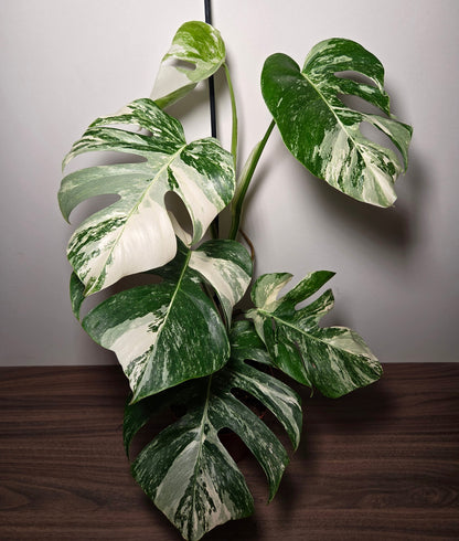 Monstera Variegata XL