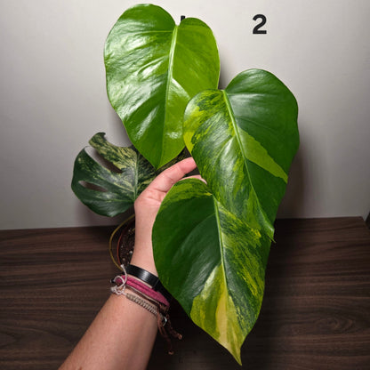 Monstera aurea variegata