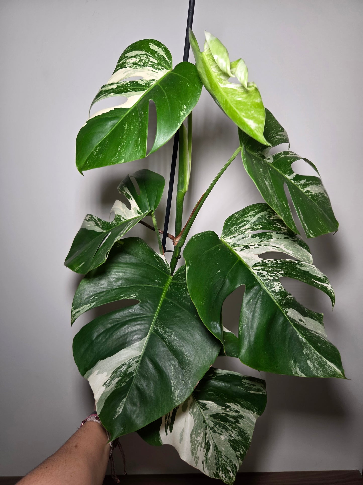 Monstera Variegata XL