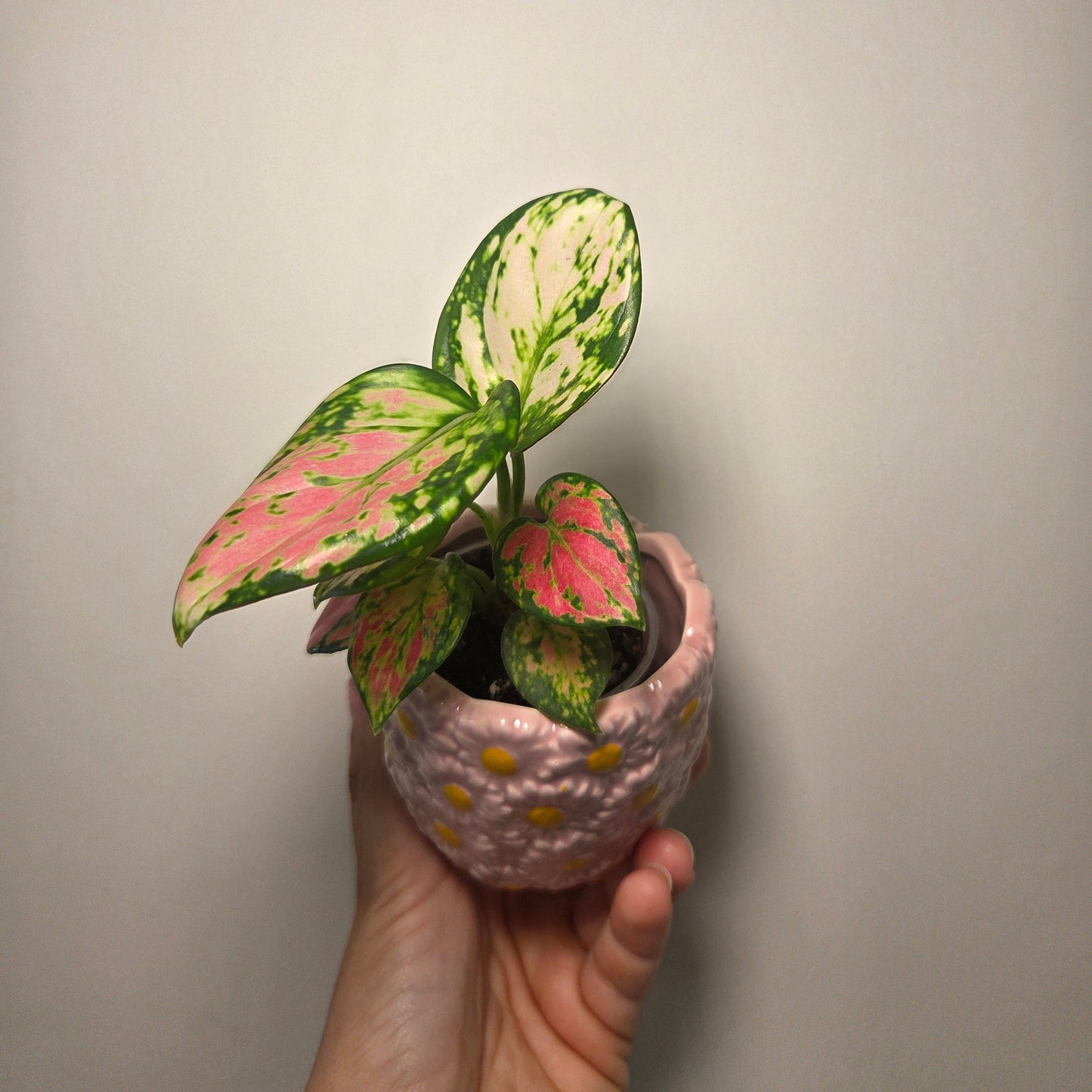 Aglaonema red valentine + pot