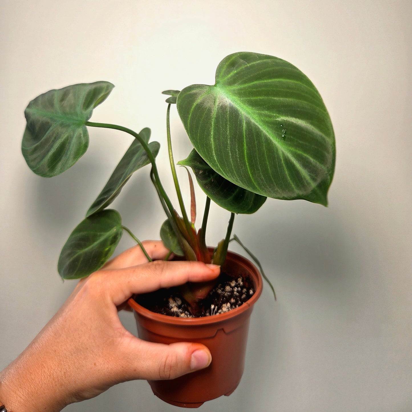 Philodendron El Choco Red