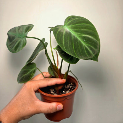 Philodendron El Choco Red