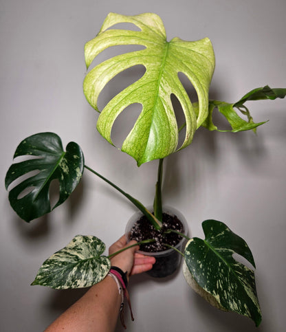 Monstera Deliciosa Mint