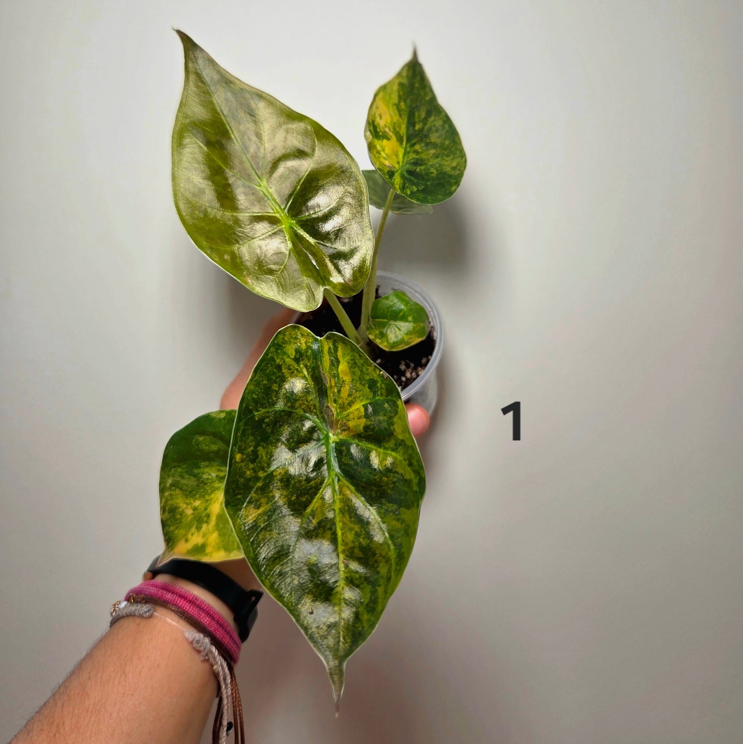 Alocasia wentii aurea