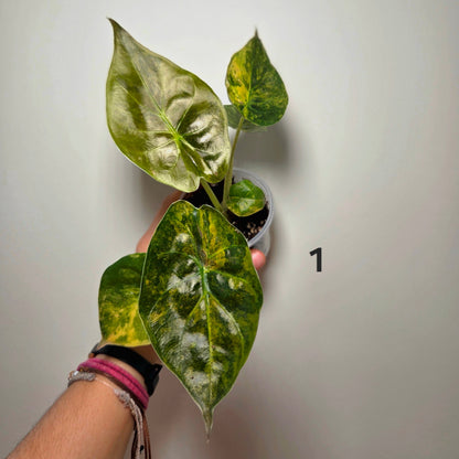 Alocasia wentii aurea