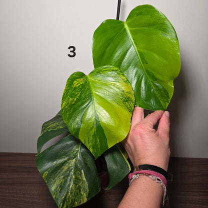Monstera aurea variegata