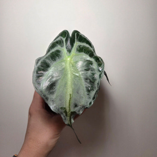 Alocasia Venom