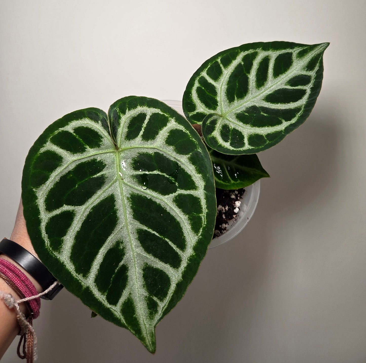 Anthurium Silver Blush M