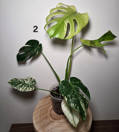 Monstera Deliciosa Mint