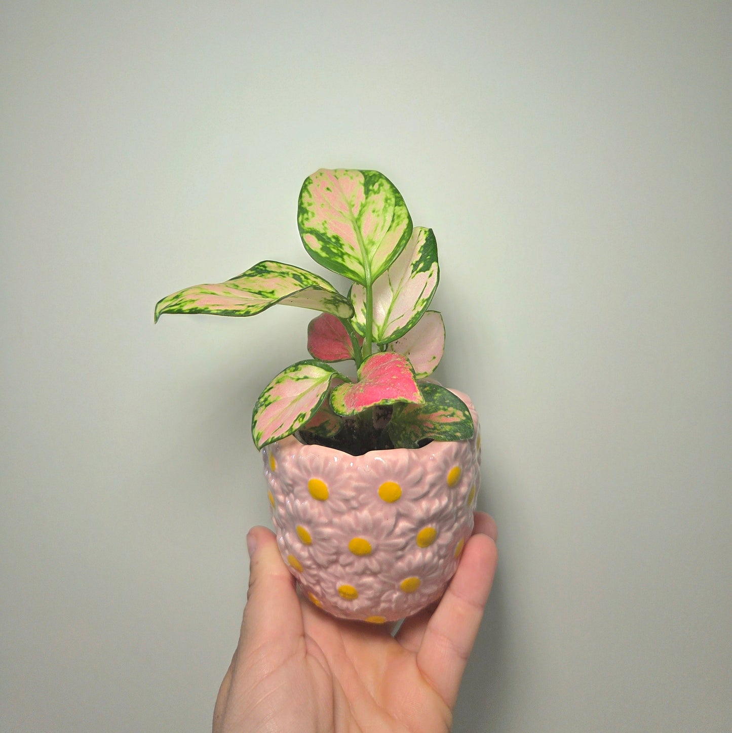 Aglaonema red valentine + pot