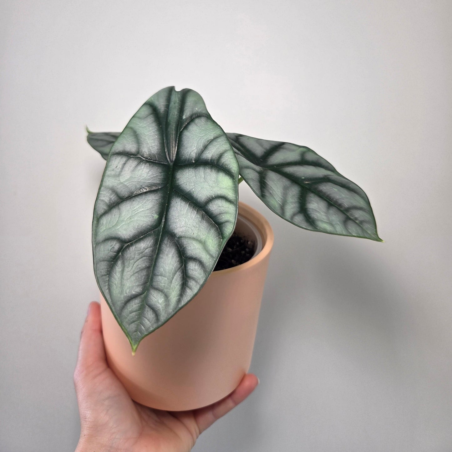 Alocasia Silver Dragon