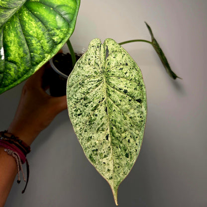 Alocasia Dragon Scale Mint (M)