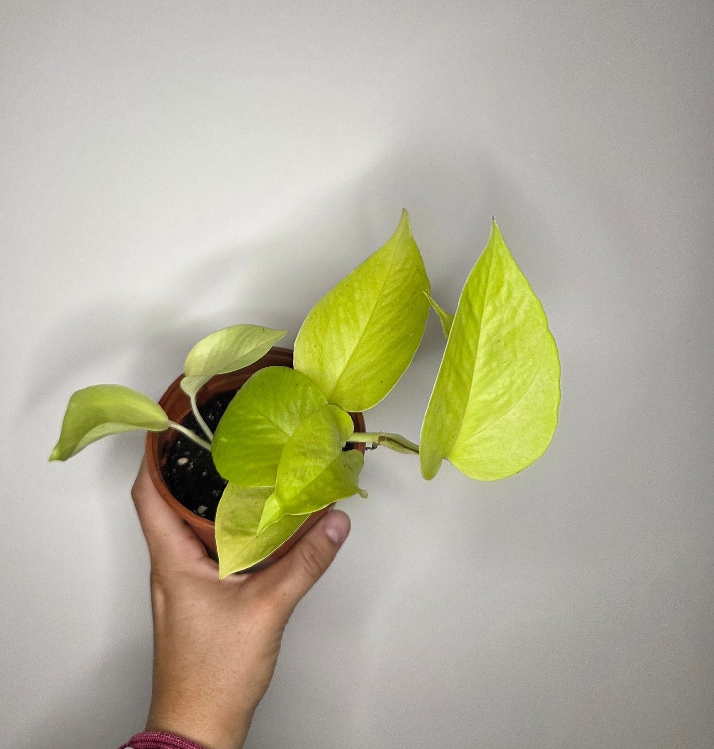 Epipremnum Néon