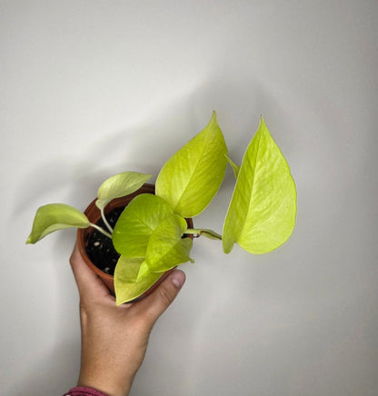 Epipremnum Néon