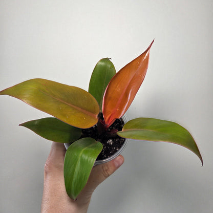 Philodendron prince of orange