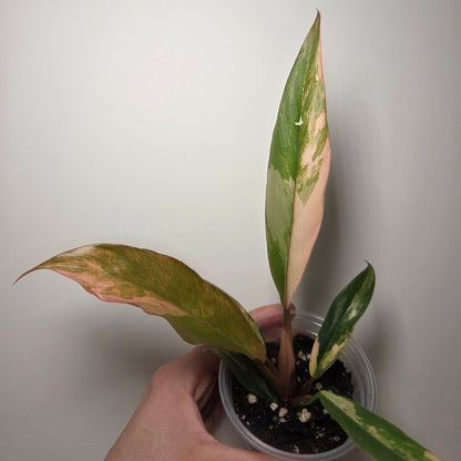 Philodendron caramel marble