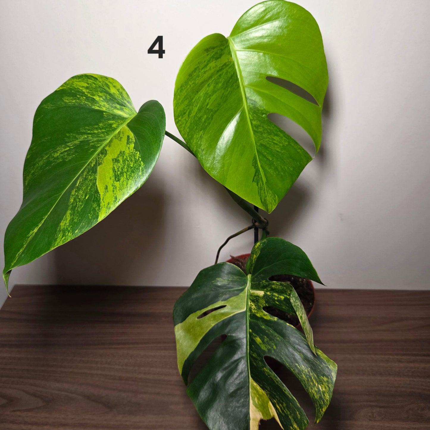 Monstera aurea variegata