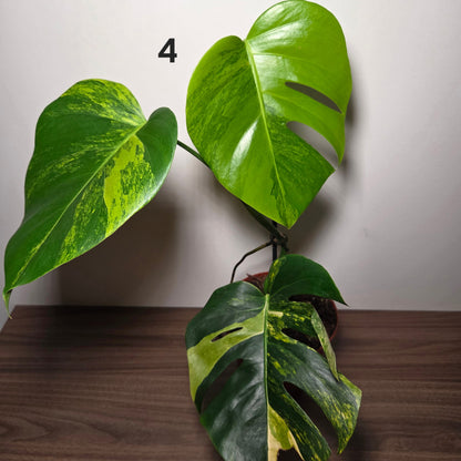 Monstera aurea variegata