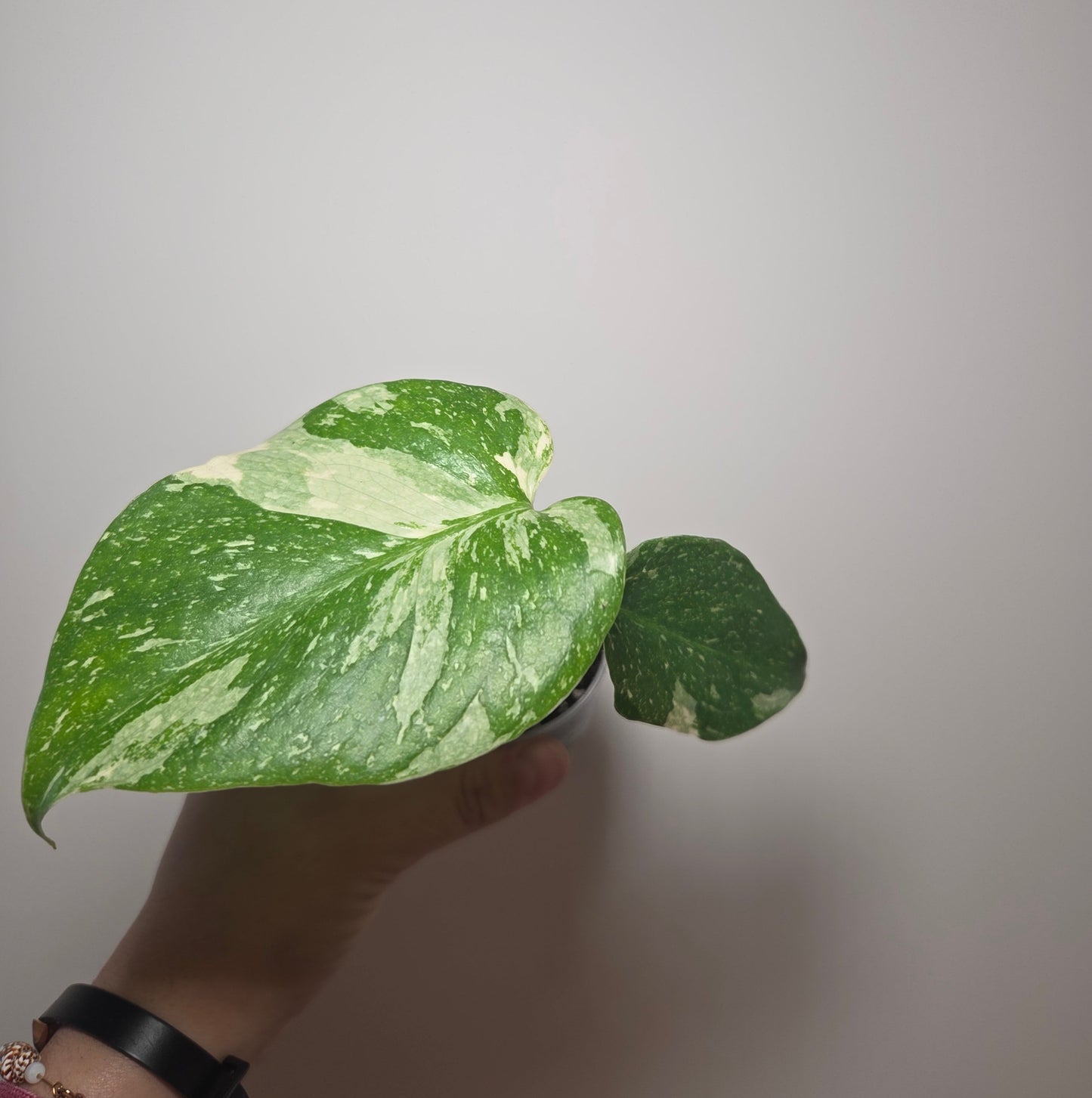Monstera Thai Constellation
