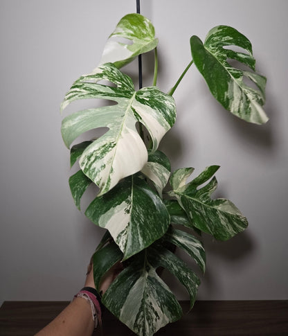 Monstera Variegata XL