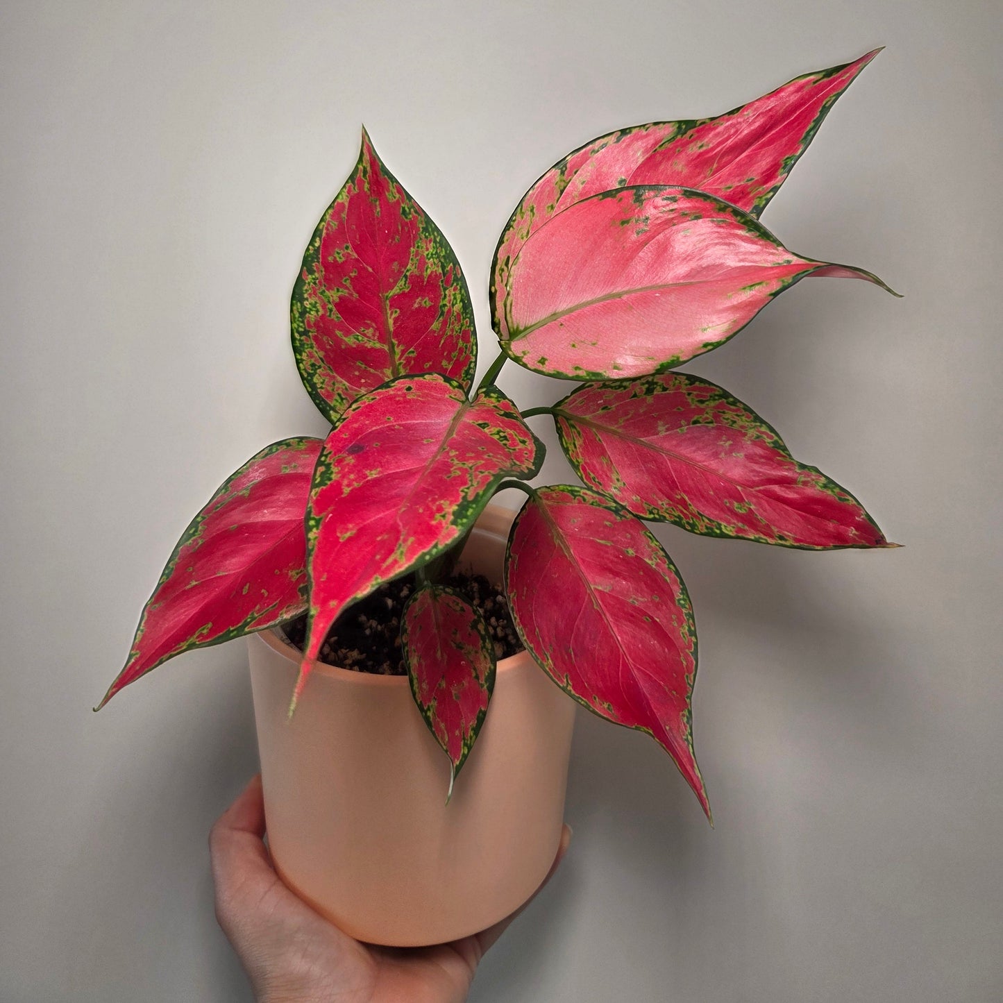 Aglaonema Cherry Baby + pot
