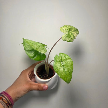 Alocasia macrorrhiza splash + pot