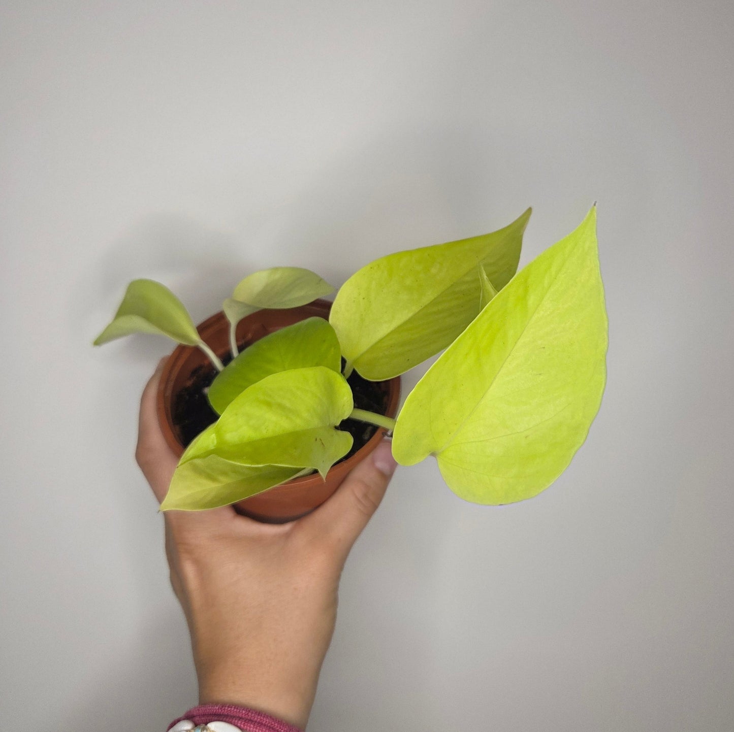 Epipremnum Néon