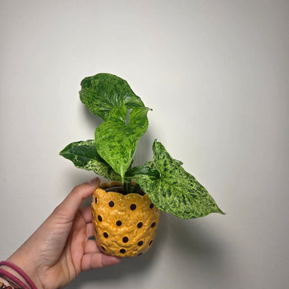 Syngonium mojito + pot