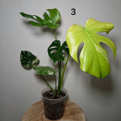 Monstera Deliciosa Mint