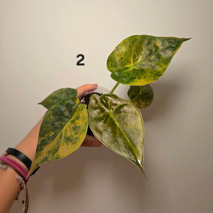 Alocasia wentii aurea