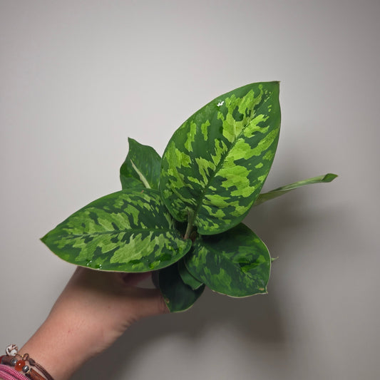 Aglaonema Pictum Tricolor