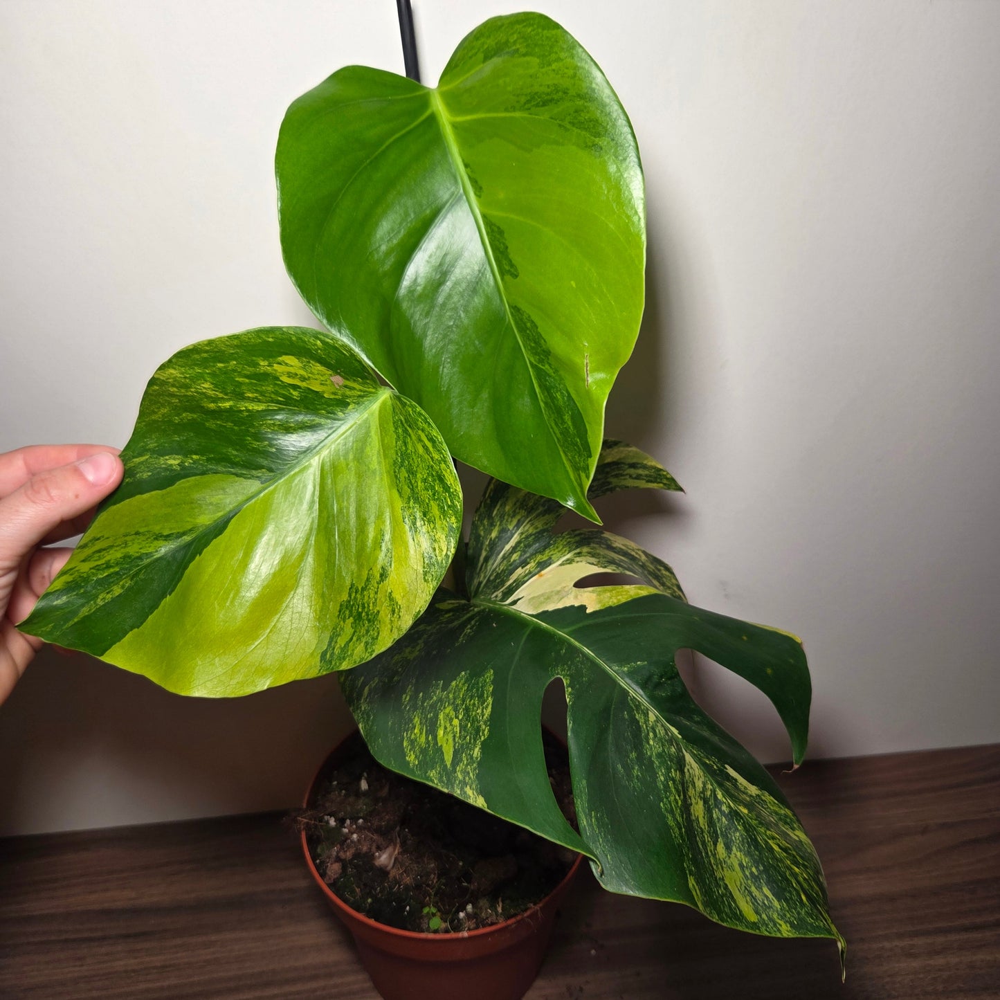 Monstera aurea variegata