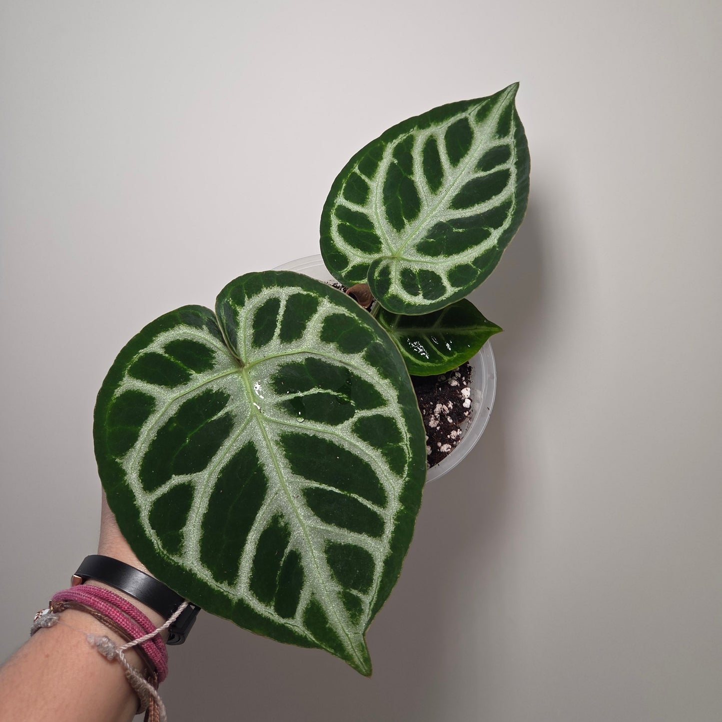 Anthurium Silver Blush M