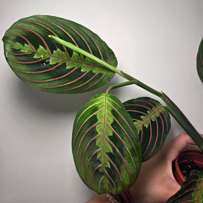 Maranta Leuconeura fascinator
